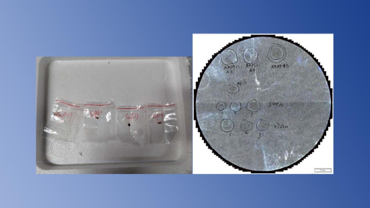 Toxic fungus samples in plastic baggies