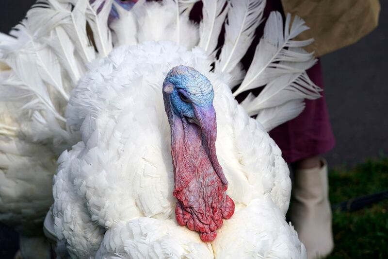 Turkey pardon