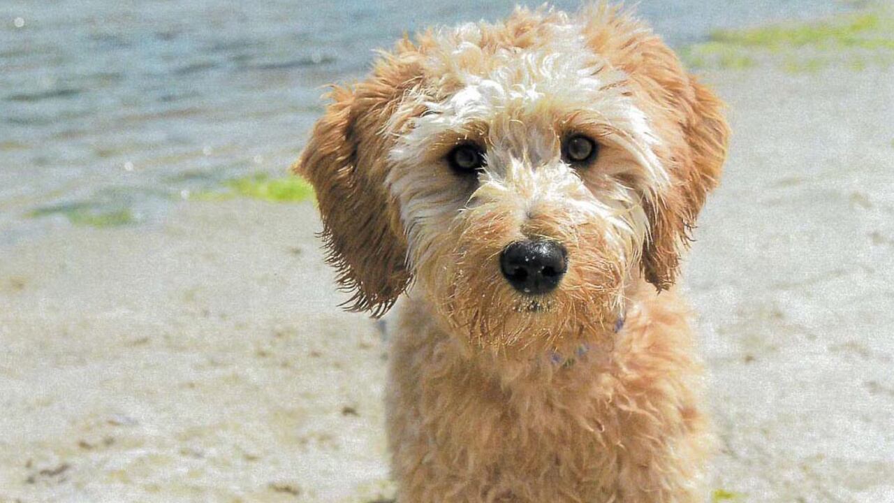 A Delaware judge ruled that an estranged couple seeking custody of Tucker the goldendoodle must face off in a private auction.